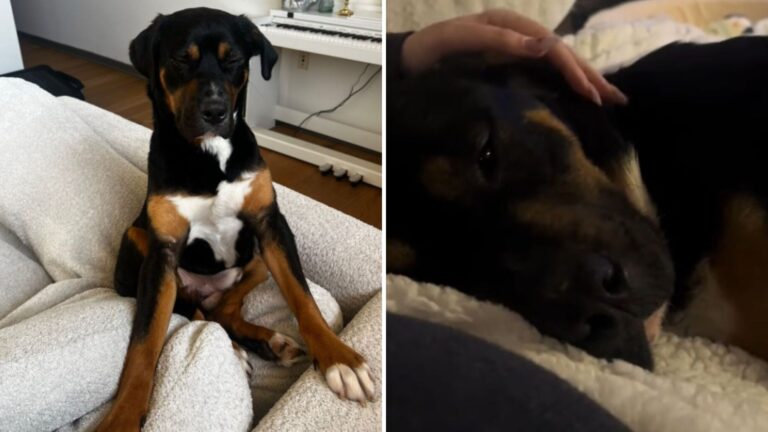 Virginia Woman Takes Shelter Dog Home For A Sleepover, She Never Expected What Came Next