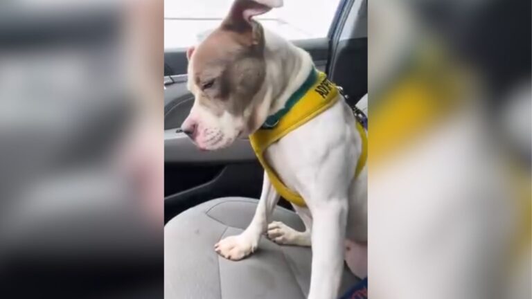 Virginia Shelter Dog Has A Happy Day Out, But What Happens When She Returns Is Heartbreaking