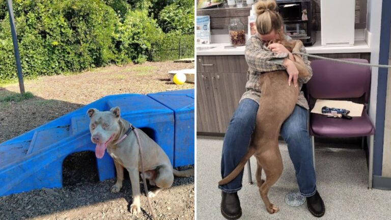 Atlanta Shelter Dog Hears Someone Calling His Real Name After Months And The Room Goes Silent