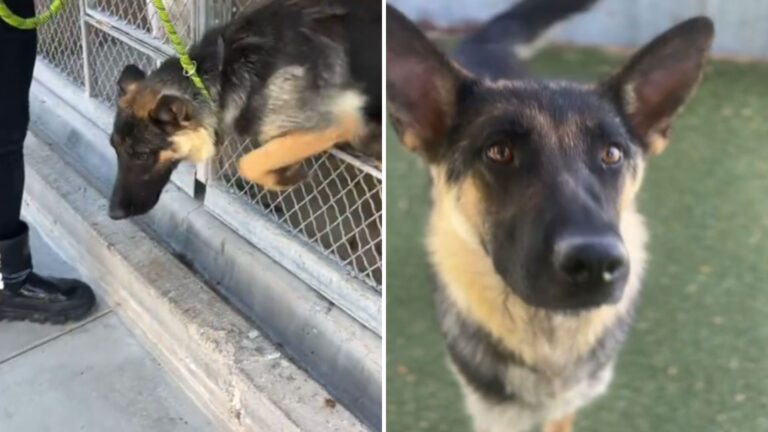 California Dog Scheduled For Euthanasia Gets One Last Walk And It Leads To A Miracle