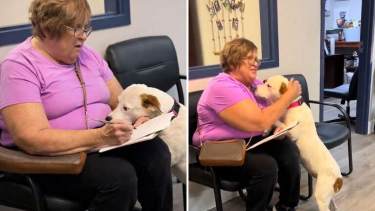 Moment Florida Shelter Dog Realizes Someone’s Signing Adoption Papers For Her Melts Hearts