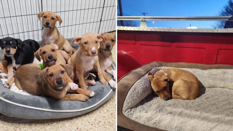 PA Shelter Puppy Watches Heartbroken As Her Siblings Leave For New Homes While She Waits Behind