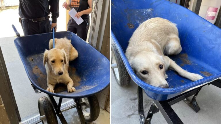 Texas Shelter Staff Come For Puppy On Euthanasia List, Then Something Unexpected Happens