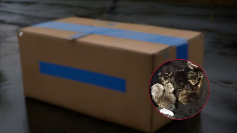 Florida Shelter Staff Find A Sealed Box In The Driveway And The Discovery Is Devastating