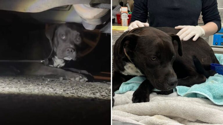 LA Rescuer Coaxes Out Little Dog Hiding Under A Car, Then Hears Devastating News From The Vet