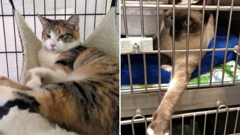 Two Feral Cats Formed Special Bond In Oregon Shelter, Then Something Amazing Happened