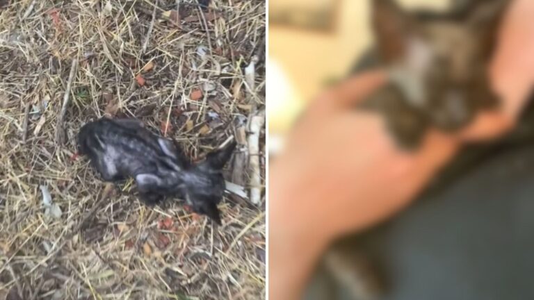 California Woman Spots A Tiny ‘Skeleton’ Creature In The Bush And Decides To Take A Closer Look