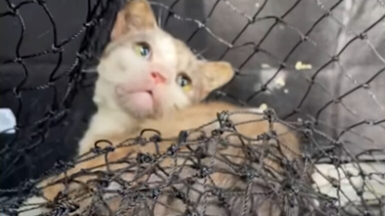 Florida Woman Saw A Cat Barely Moving, But She Wasn’t Prepared For What Came Next