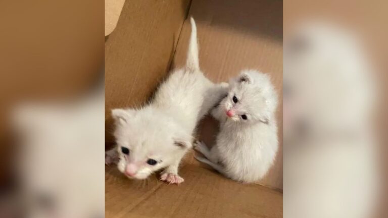 Tennessee Family Follows Squeaky Cries In Their Yard And Finds 2 Tiny Fluffs Calling Their Mom