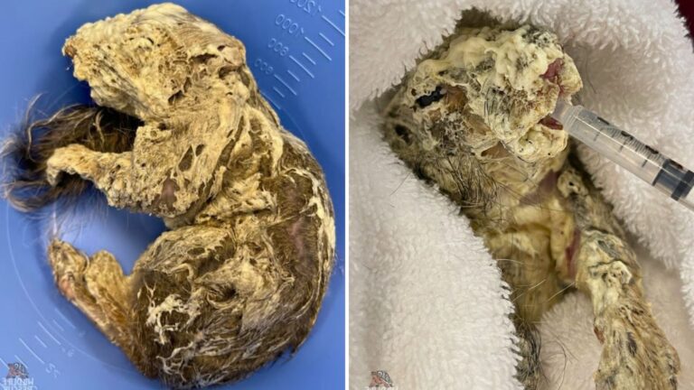 Missouri Construction Worker Freezes In Shock After Finding Tiny Creature Trapped In Spray Foam