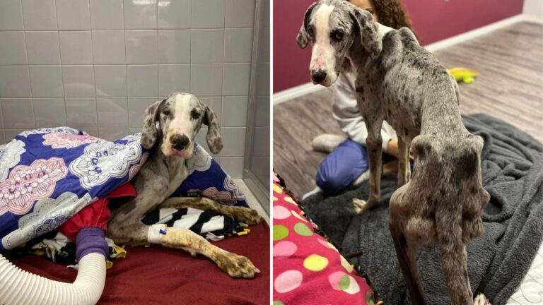 Great Dane Puppy Rescued In Indiana Reveals A Level Of Suffering No One Was Prepared To See