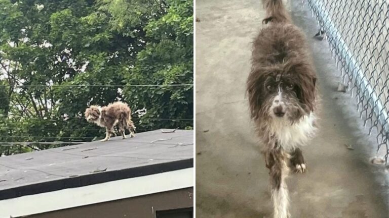 Dog Climbs Onto Roof In New Jersey And The Reason Leaves Everyone Heartbroken