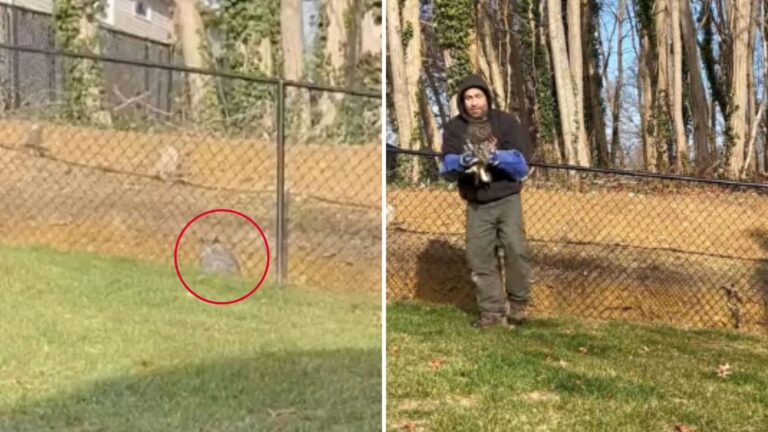 NYC Man Notices A Strange Shape In His Yard And Gets A Strong Feeling Something Is Off