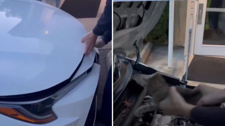 Strange Sounds Lead New Jersey Man To A Tiny Surprise Hiding Under His Car Hood
