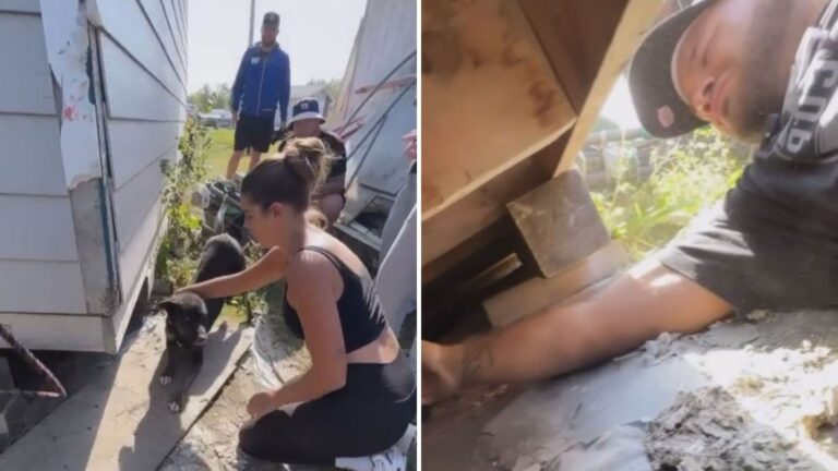 Stray Dog Leads Michigan Couple To Dark Crawlspace And Reveals Something Amazing