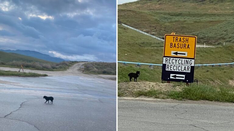 Forgotten Dog Endured Harsh Life On California Landfill… Then A Miracle Finally Found Him