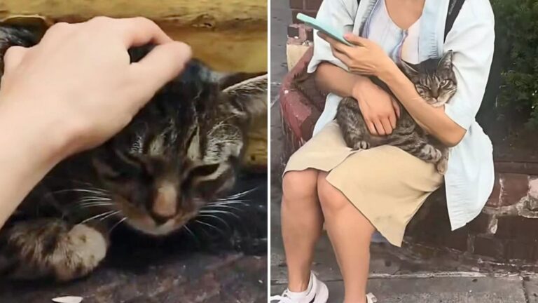 Woman Finds Abandoned Cat In NYC Subway And Brings Him To Safety In Her Purse