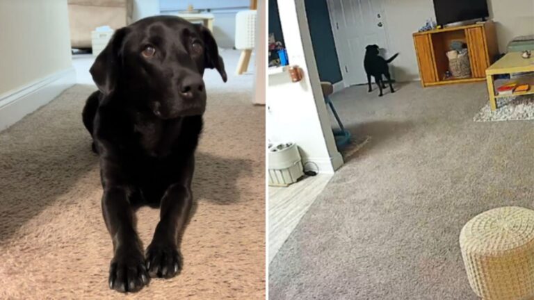 North Carolina Woman Checks Camera To See What Her Dog Is Doing, But Ends Up Heartbroken