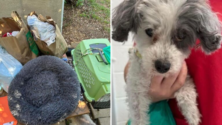 Virginia Family Dumps Their Senior Poodle In Parking Lot With Her Belongings And A Shocking Note