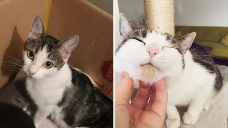 LA Man Spots Stray Cat Sneaking Into His Home, The Next Day, She Brings Something Special