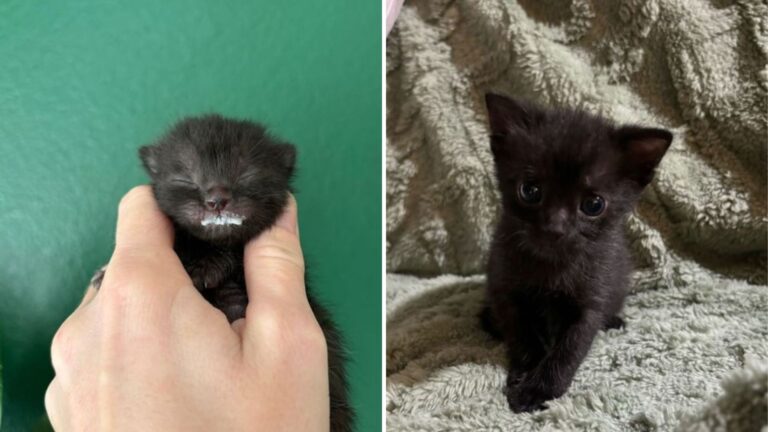 Hawaii Teacher Meets A Kitten Facing Euthanasia And Decides To Be The One He Needed