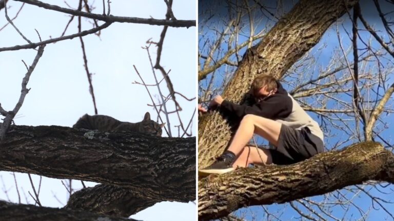 Indiana Teen Tries To Rescue Cat Stuck On A Tree But Ends Up In A Situation He Didn’t Expect