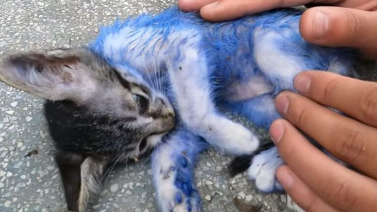 Man Checks A Box Left Next To A Trash Bin In Texas And The Next Moment Leaves Him In Shock