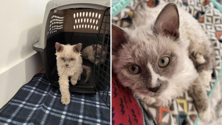 Massachusetts Shelter Receives Over 50 Applications To Adopt Three Special Kittens