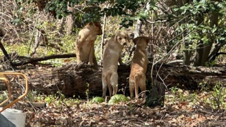 Lab Puppies Abandoned In Maryland Woods Cry Out In Fear Until Someone Finally Hears Them
