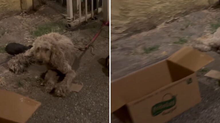 Dog Tied To Railing In Dark LA Street Waits For Someone To Notice What’s In The Box Next To Her