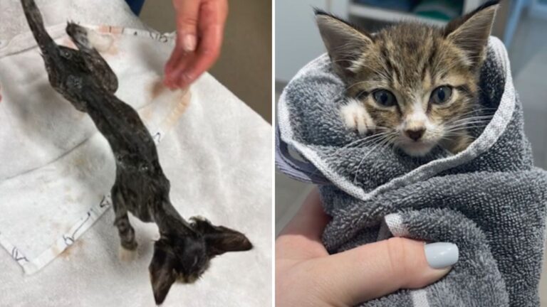 Tiny Kitten Found Lying In Muddy Puddle Leaves NY Rescuers Racing Against Time