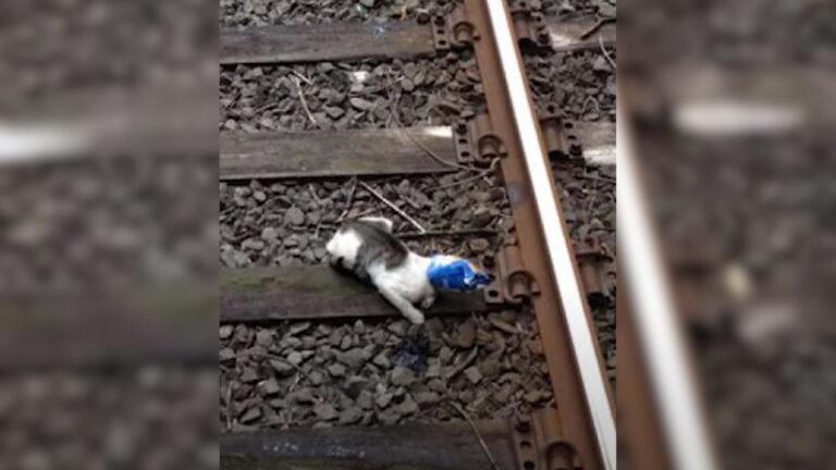 Minnesota Train Driver Sees A Small Shape On The Tracks, Hits The Brakes And Rushes Out