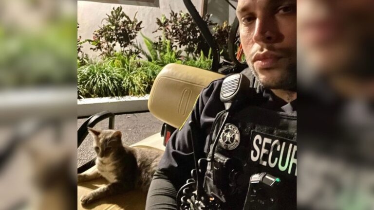 Florida Security Guard Brings Home A Stray Cat, Then Discovers Her Huge Secret
