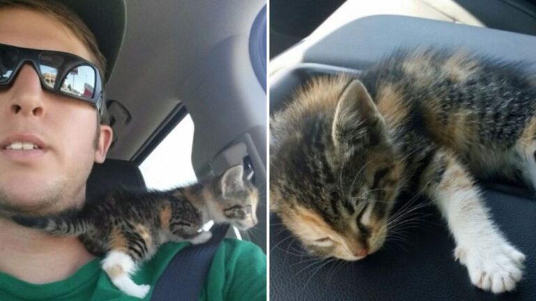 Texas Trucker Makes A Split-Second Stop When He Sees A Little Shape By The Roadside