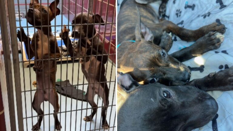 Twin Puppies Cling To Each Other At Houston Shelter With Only Moments Left To Live
