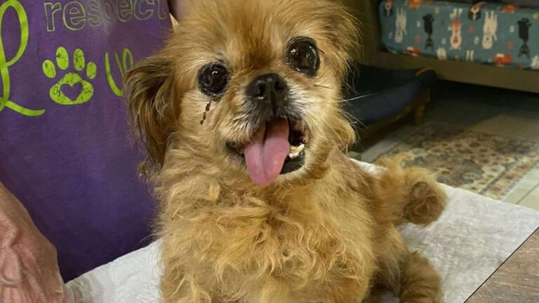 Two Dogs Left Heartbroken After Owner Dumps Them At Louisiana Shelter After A Lifetime Together