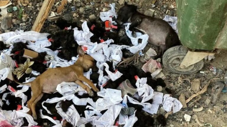 Colorado Local Sees Something Heartbreaking On A Pile Of Trash And Can’t Look Away
