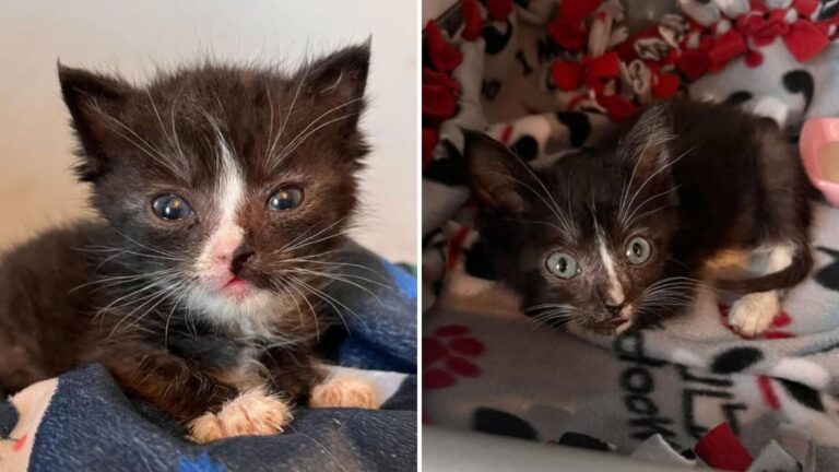 Desperate Cries Lead Illinois Woman To A Heartbreaking Discovery In The Corner Of A Barn