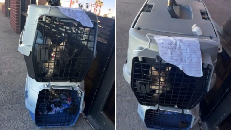 Carriers Left On The Sidewalk In Las Vegas Bring Woman To Tears When She Sees What’s Inside