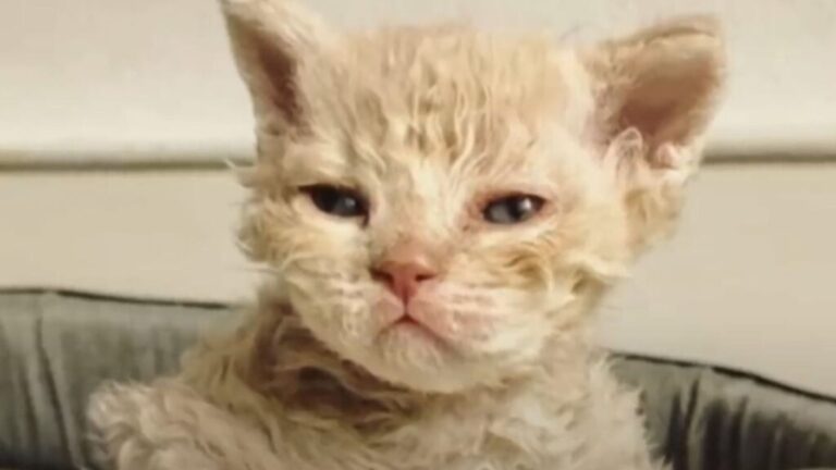 Montana Cat Delivers A Kitten So Unique That Even The Vet Can’t Explain It