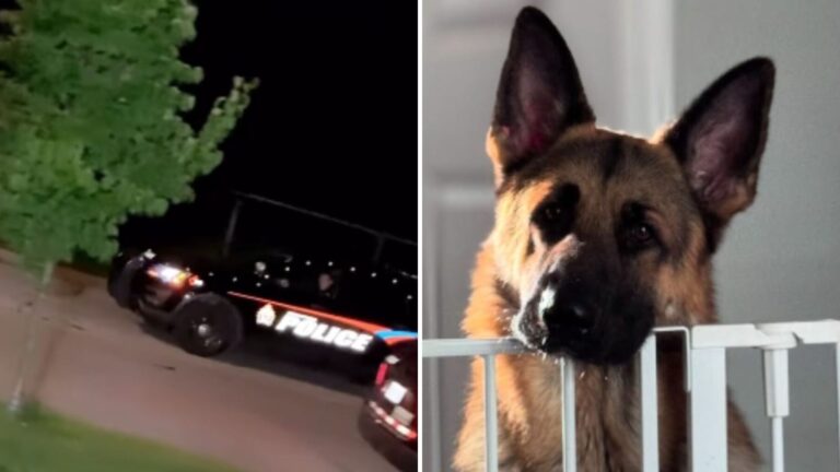 Virginia Family Follows Their Puppy’s Urgent Barking And Makes A Chilling Discovery Under Deck