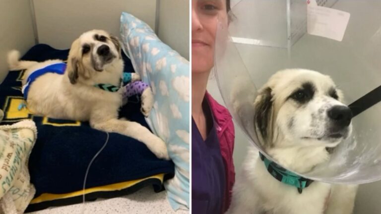 North Carolina Family Brings Their Injured Dog To Vet Requesting Euthanasia, Then Fate Steps In