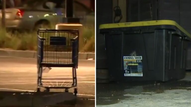 Las Vegas Walmart Staff Notice Sealed Box In Shopping Cart, Then Suddenly A Tiny Nose Peeks Out