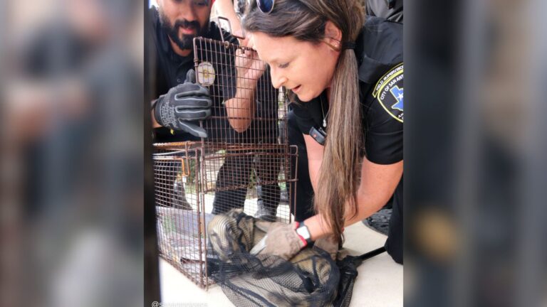 Texas Man Opens His Door And Comes Face To Face With A Wild Visitor He’s Never Seen Before