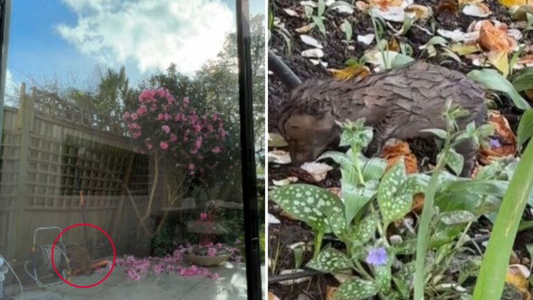 NY Woman Sees Something Small Moving In Her Flower Bed, The Next Moment Leaves Her Stunned