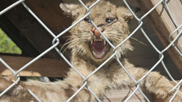 Florida Homeowner Sees Odd Animal Trapped In His Chicken Coop, The Truth Leaves Him In Shock