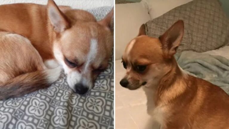 Oregon Woman Adopts A Chihuahua From Craigslist, Then Discovers A Shocking Truth