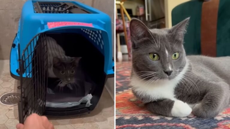 Woman Goes To Washington Shelter Asking For Their Longest-Resident Cat, See What Happens Next