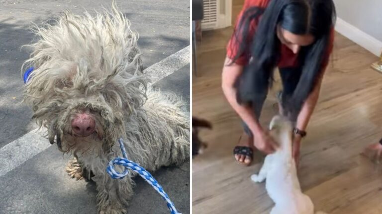 California Woman Stops Traffic On Busy Road To Catch Tiny Dog Seconds From Disaster