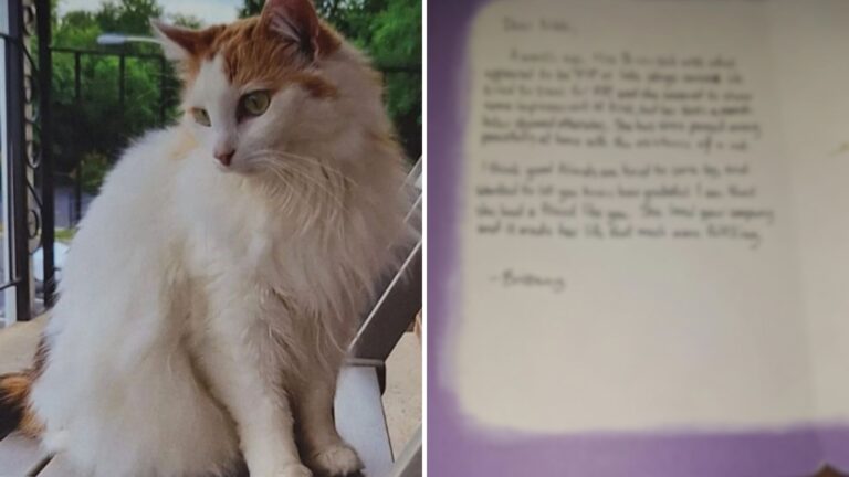 North Carolina Woman Bonds With Neighbor’s Cat, Then Receives A Letter That Breaks Her Heart